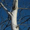 Aspen Quaking #5 - Image 2